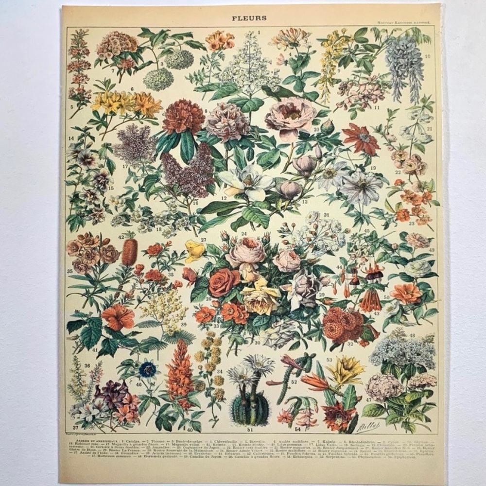 Vintage Scientific "Fleurs" (Flowers) French Floral Chart Print 8x10 3/5
